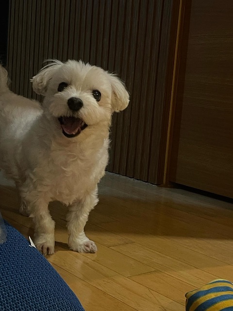 토토의 추모 사진
