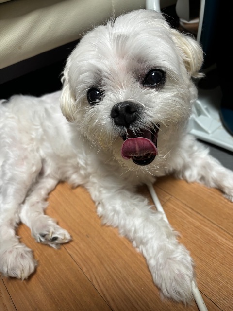아벨의 추모 사진