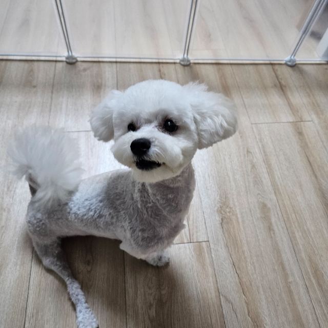 뽕구름의 추모 사진