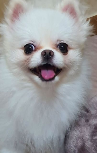 오공이의 추모 사진