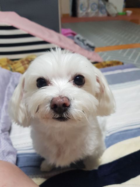 행복이의 추모 사진