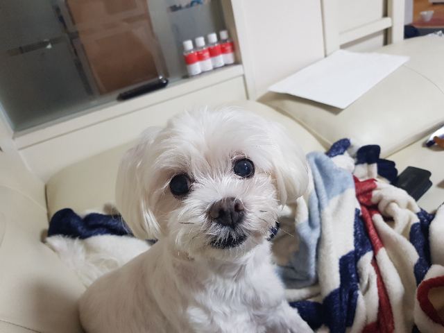 꼬맹이의 추모 사진