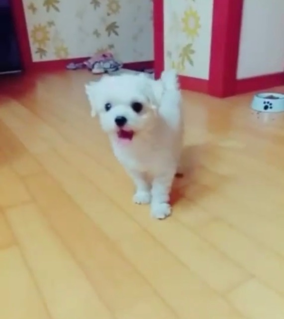 둥이의 추모 사진