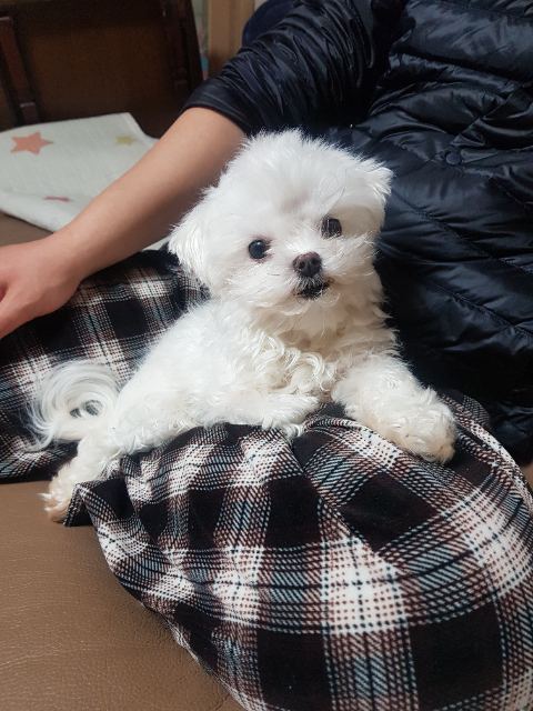 키티의 추모 사진