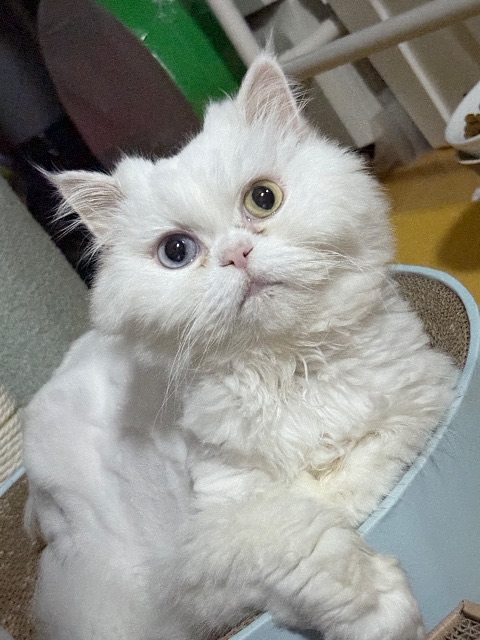 두부의 추모 사진
