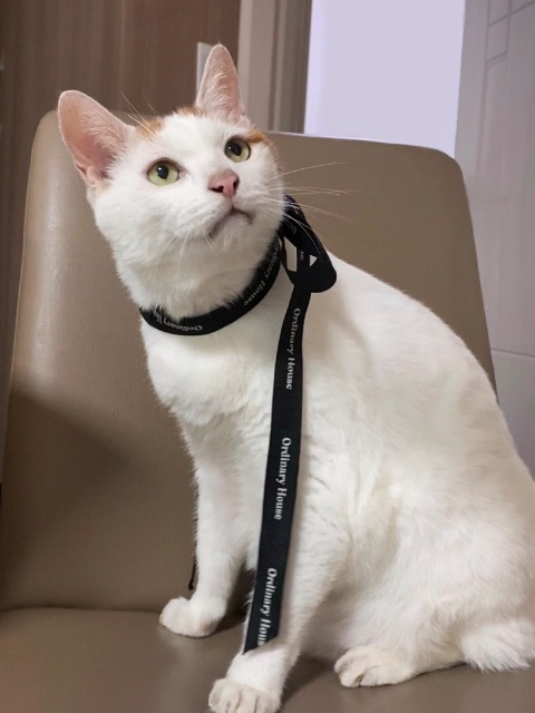 꼬마의 추모 사진