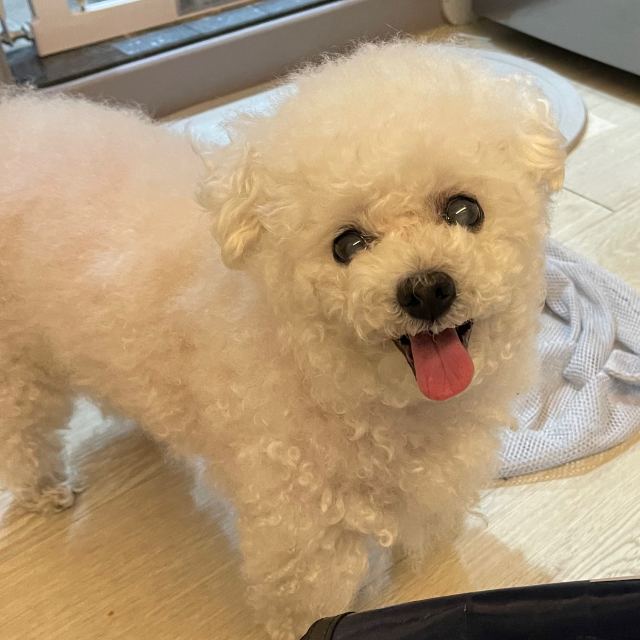 까꿍이의 추모 사진