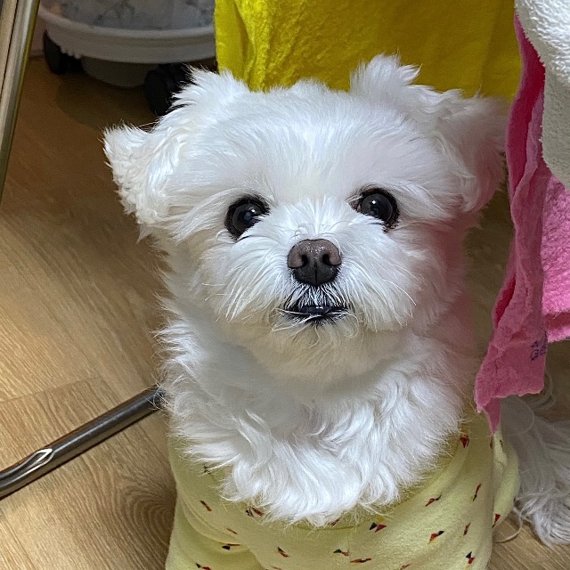 쌀이의 추모 사진