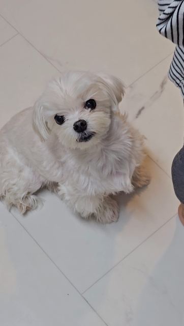 마루의 추모 사진