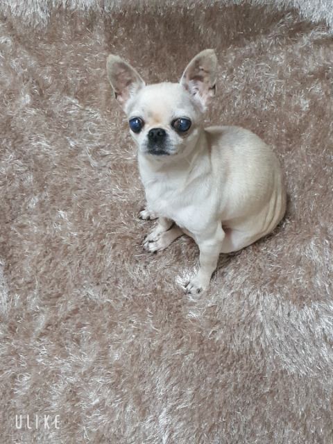 보리💜의 추모 사진