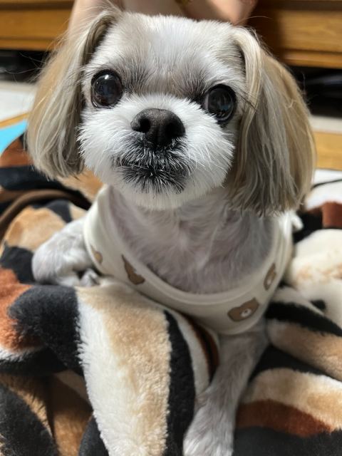 몽실이의 추모 사진