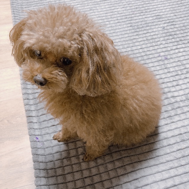 토리의 추모 사진