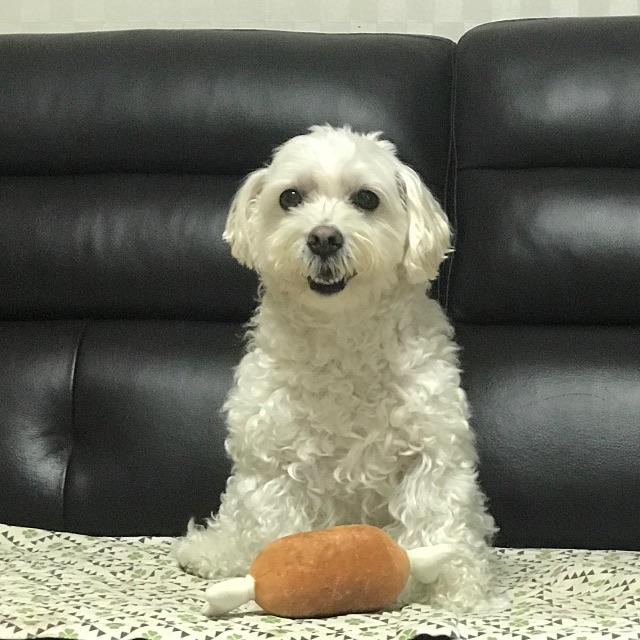 김콩의 추모 사진