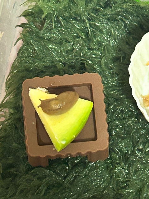 뽀끔의 추모 사진