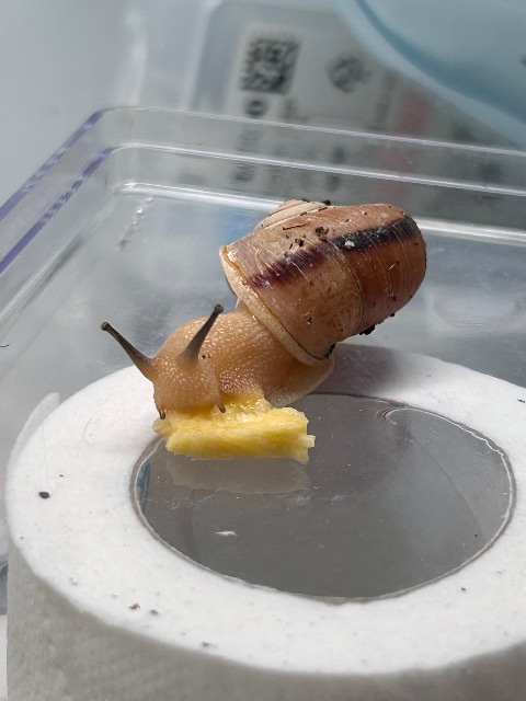 풀빵의 추모 사진