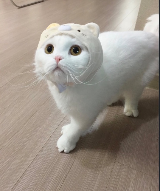 단추의 추모 사진