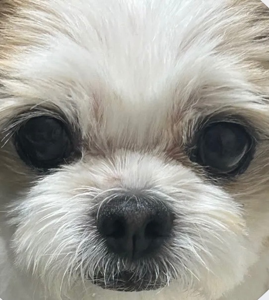 힘쎈의 추모 사진
