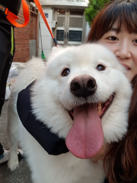 양배추의 추모 사진