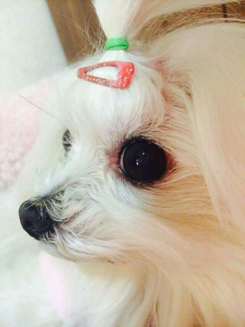 하늘이의 추모 사진