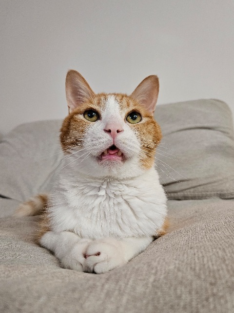 루키🐈의 추모 사진