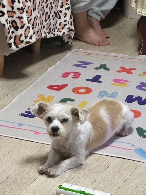 가을이의 추모 사진