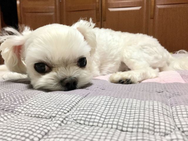네로의 추모 사진