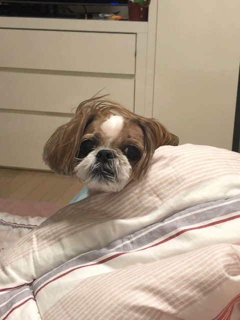 탱이의 추모 사진