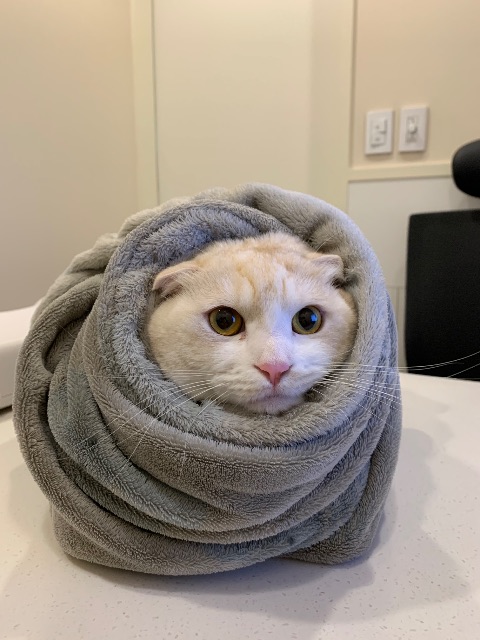 둥이의 추모 사진