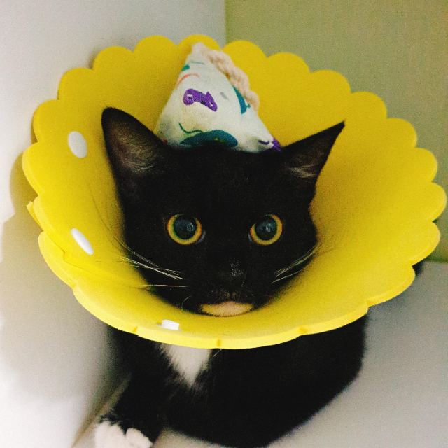 빵이의 추모 사진