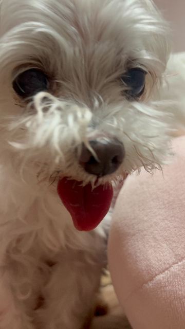 요요의 추모 사진