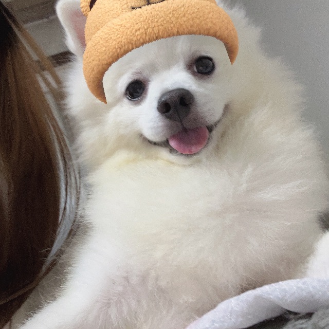 여름의 추모 사진