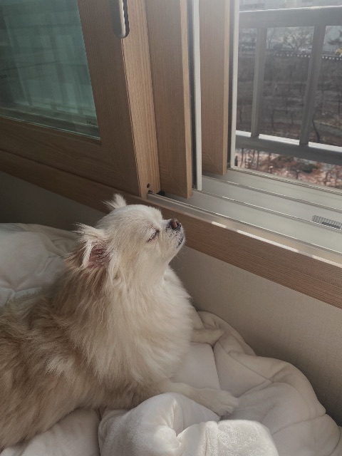 만두의 추모 사진