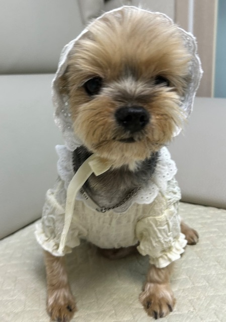 콩이의 추모 사진