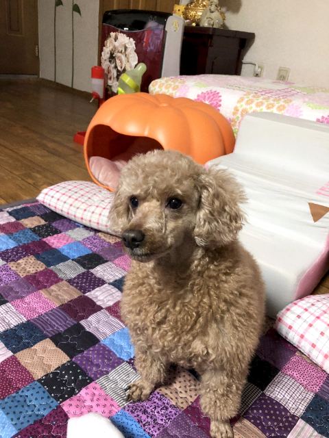달콩의 추모 사진