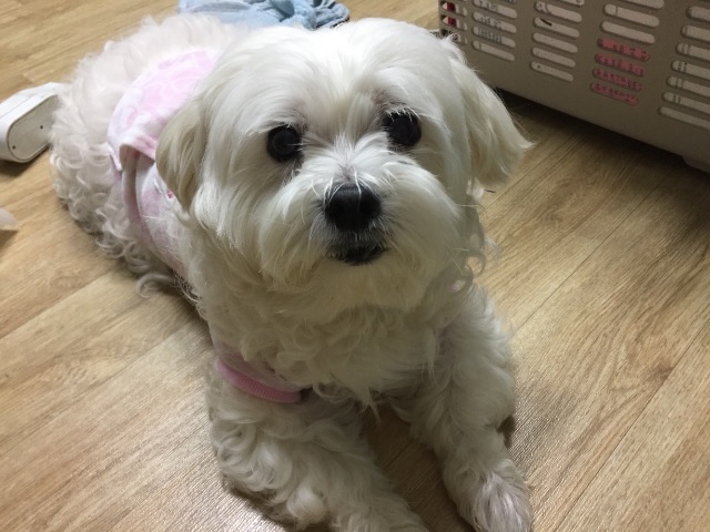 춘자의 추모 사진