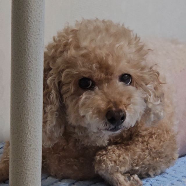 초코의 추모 사진