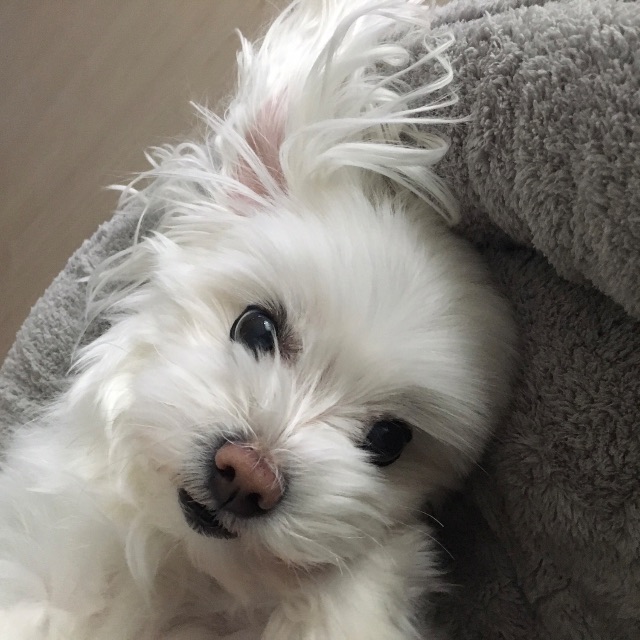 두부의 추모 사진