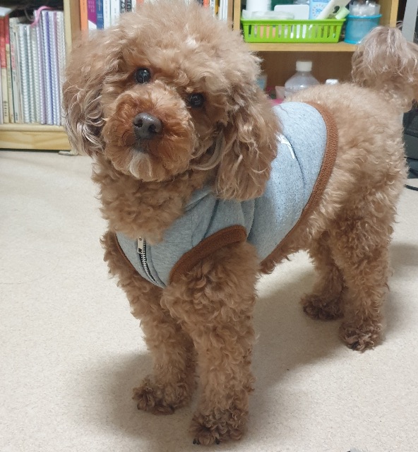 하늘이의 추모 사진