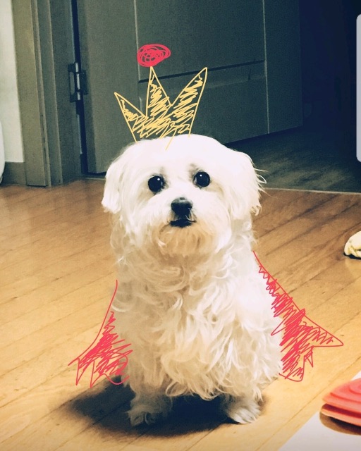 큐리✨의 추모 사진