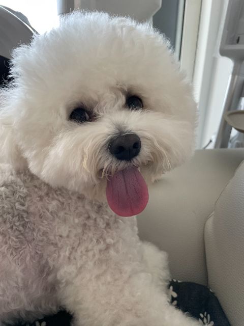 테디의 추모 사진