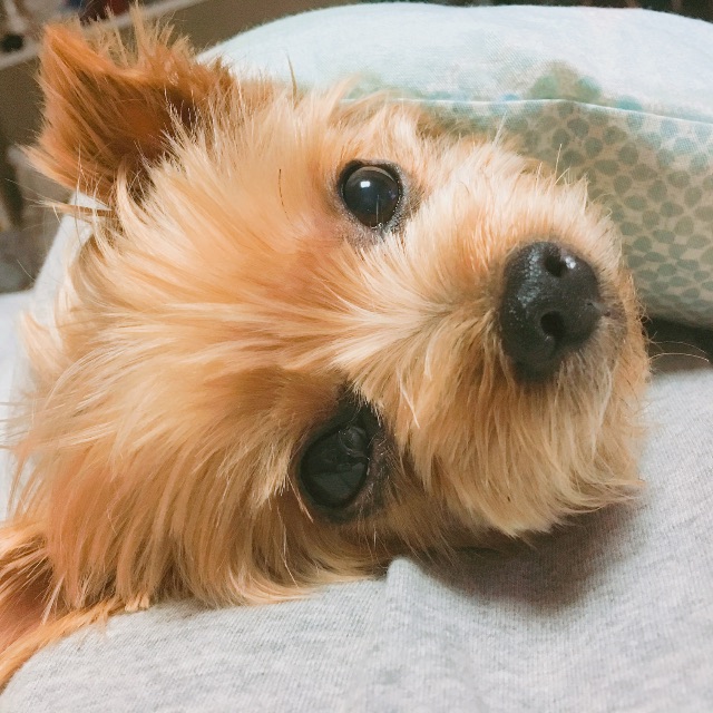 딸기의 추모 사진