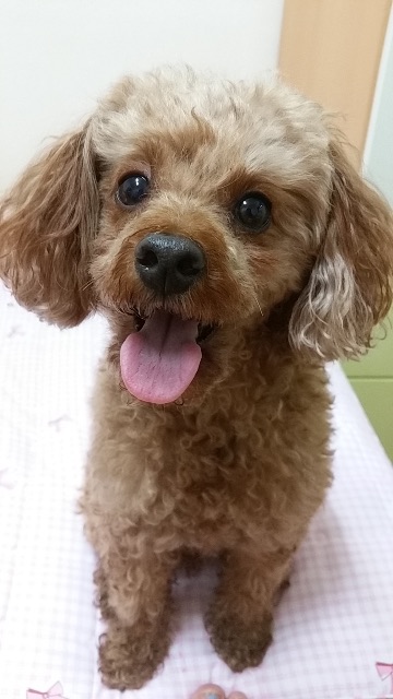 뽀글이의 추모 사진
