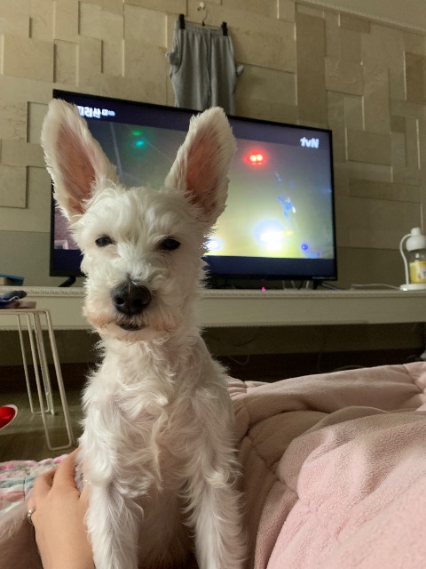 짱순이의 추모 사진