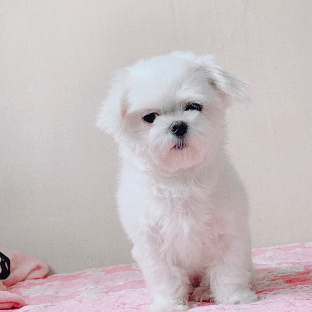 지지의 추모 사진