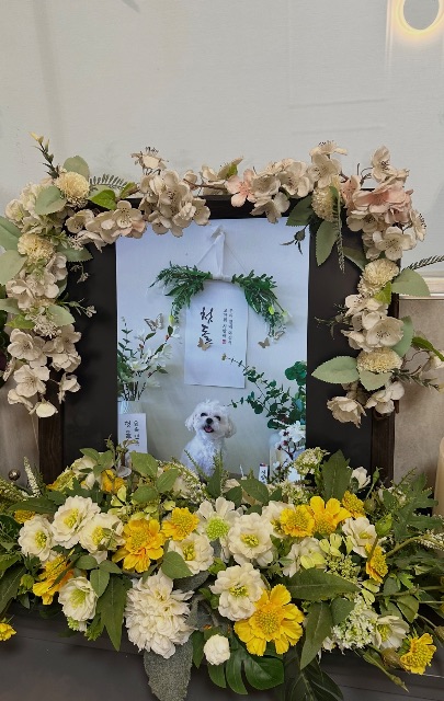 앙꼬의 추모 사진
