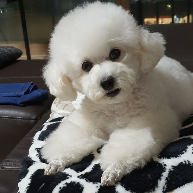 라라의 추모 사진