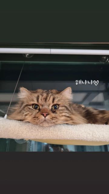 해나의 추모 사진