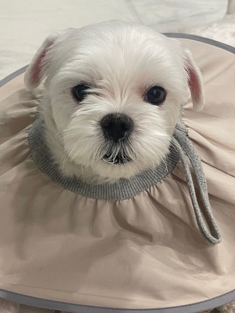 초롱이의 추모 사진