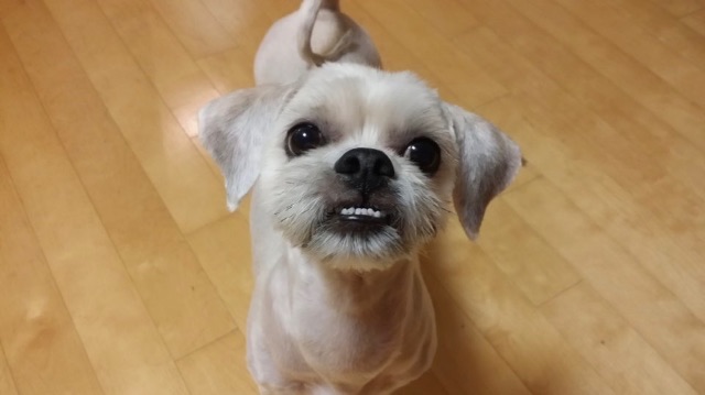 김구라의 추모 사진