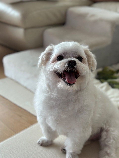 하늘이의 추모 사진